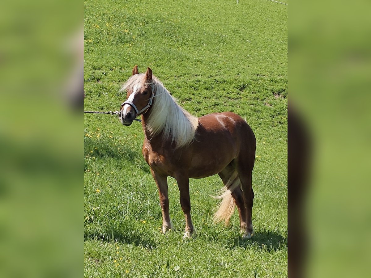 Trait de la Forêt Noire Jument 2 Ans Alezan in BiederbachElzach