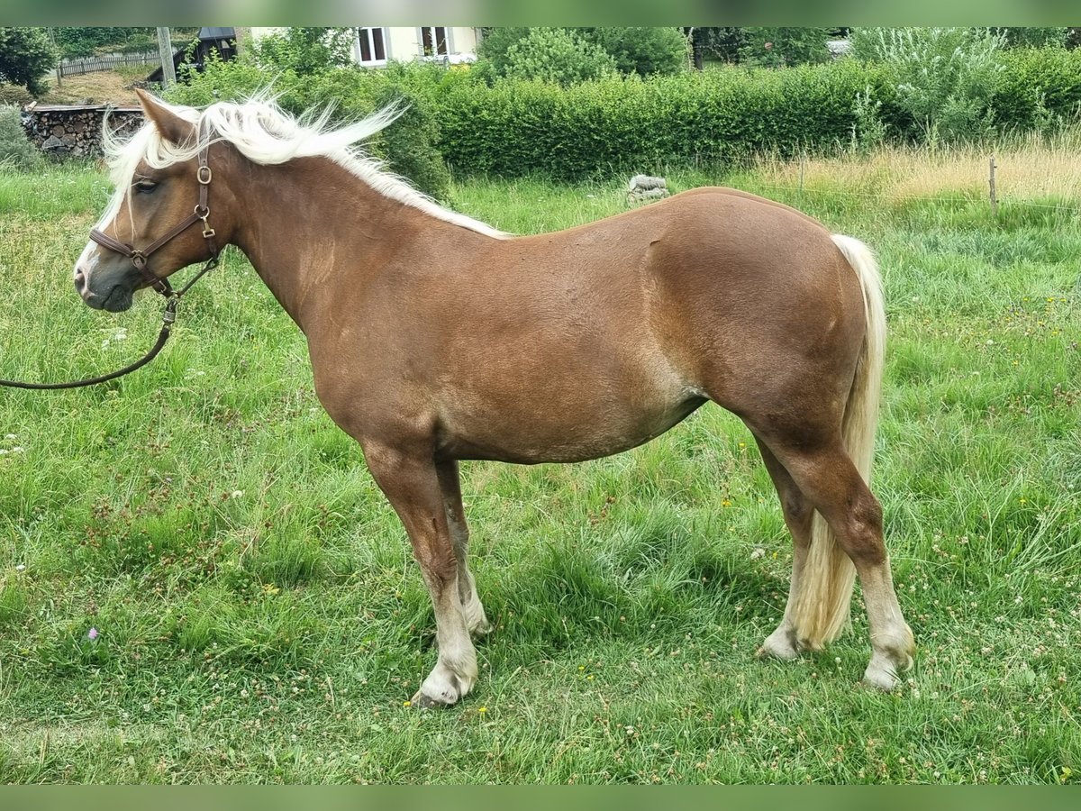 Trait de la Forêt Noire Jument 2 Ans in Dachsberg