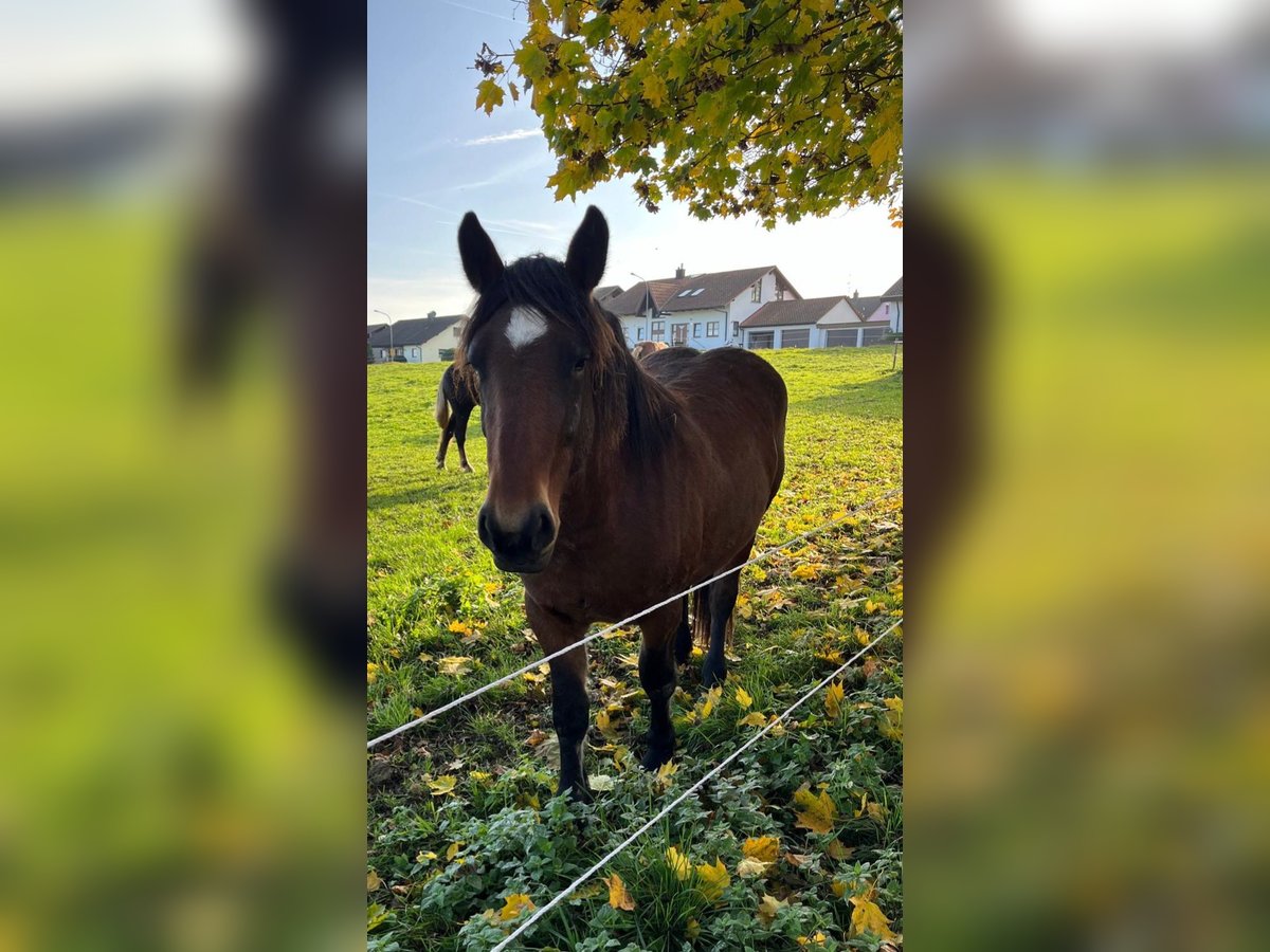 Trait de la Forêt Noire Jument 3 Ans 153 cm Bai in Sulz am Neckar