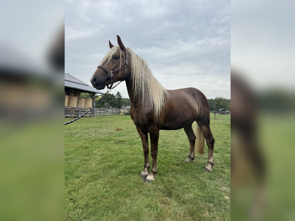 Trait de la Forêt Noire Jument 3 Ans 154 cm Alezan in Belfeld