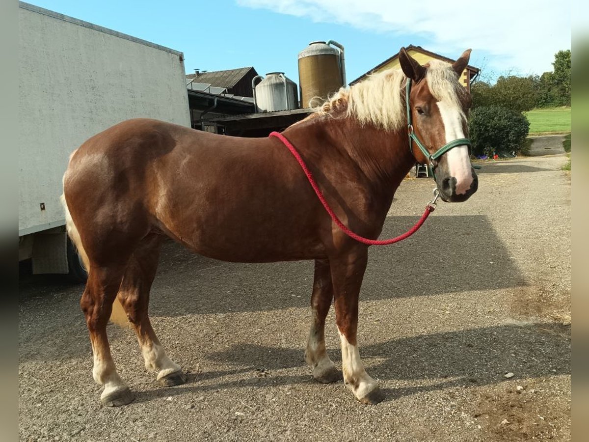 Trait de la Forêt Noire Jument 4 Ans 154 cm Alezan in Filderstadt