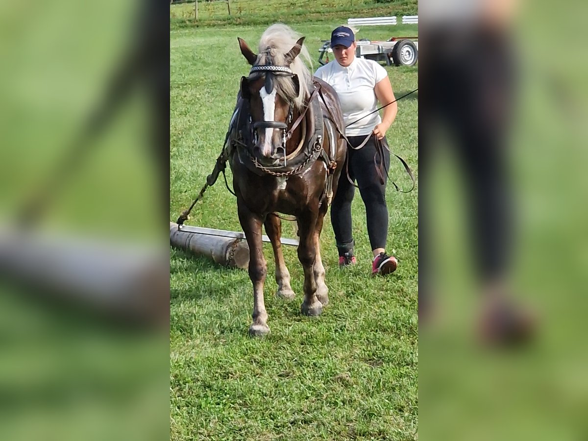 Trait de la Forêt Noire Jument 7 Ans 154 cm Alezan brûlé in Mutlangen