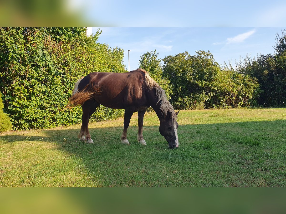 Trait de la Forêt Noire Jument 9 Ans 152 cm Alezan brûlé in Lisberg