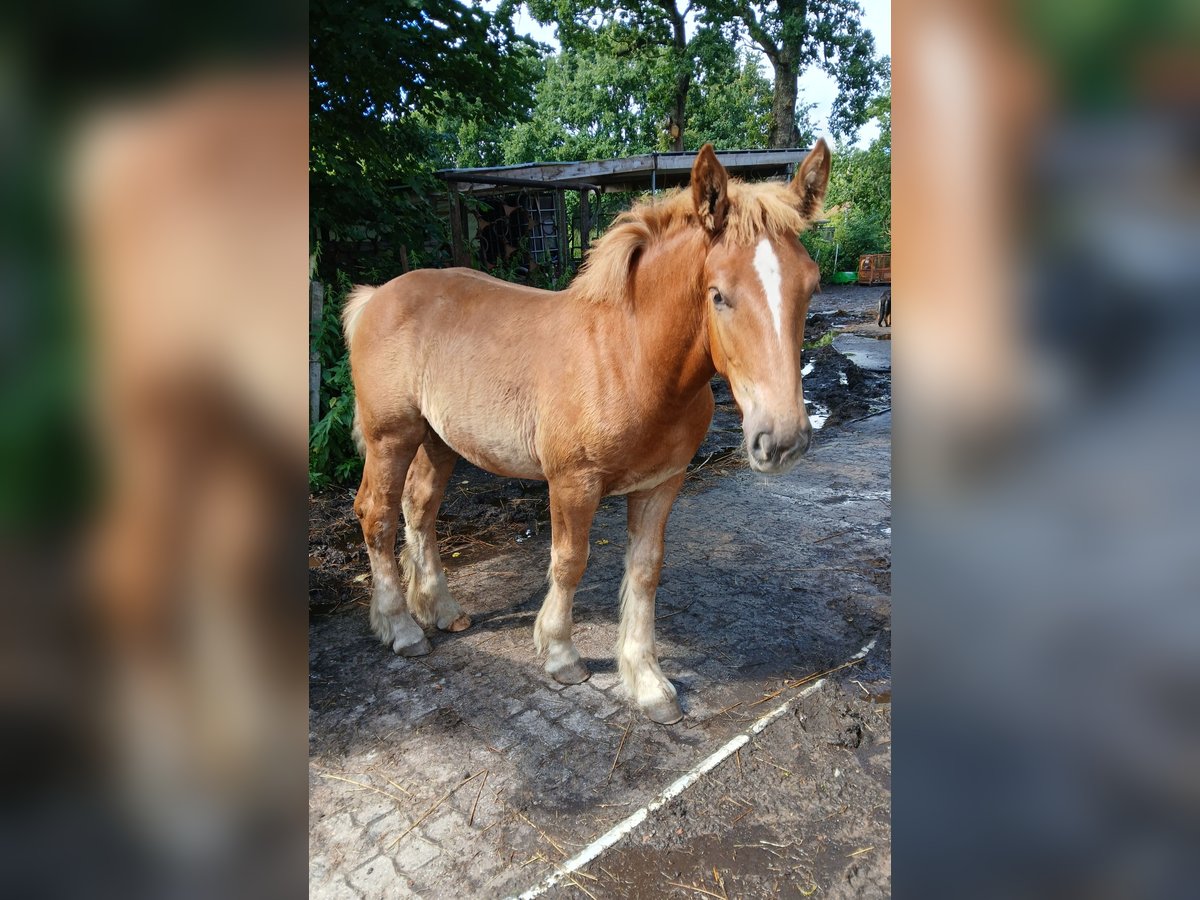 Trait du Schleswig Étalon Poulain (03/2025) 128 cm Alezan in Immenstedt