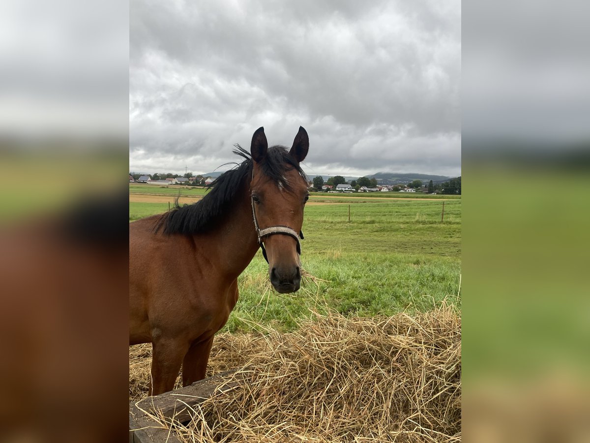 Trakehnare Hingst 1 år 160 cm Brun in Weißenburg in Bayern