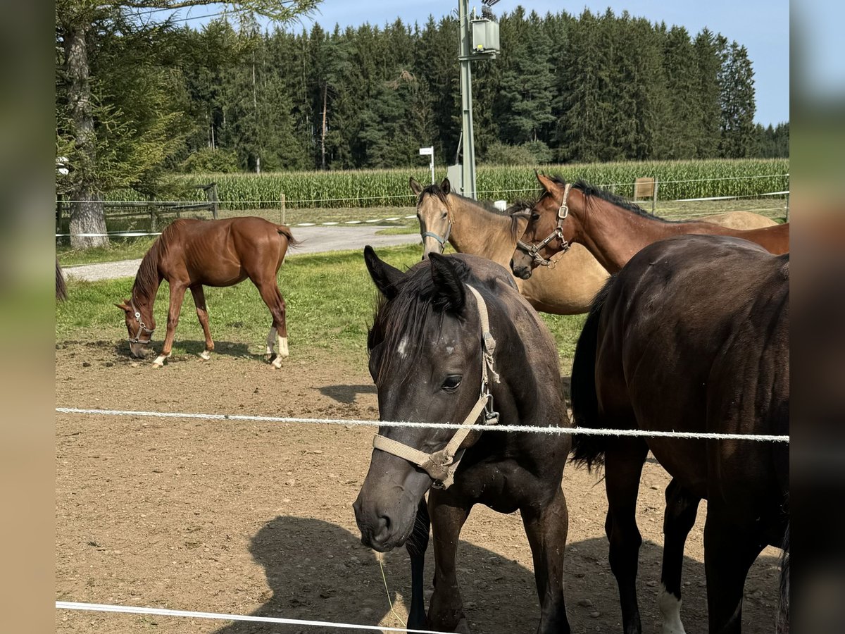 Trakehnare Hingst 1 år 168 cm Kan vara vit in Denklingen