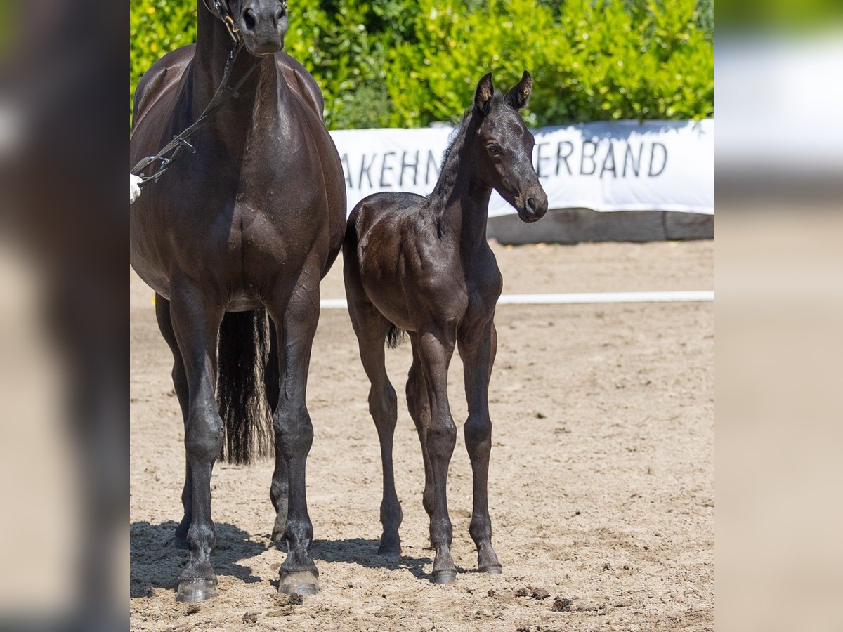 Trakehnare Hingst 1 år Svart in Rendsburg