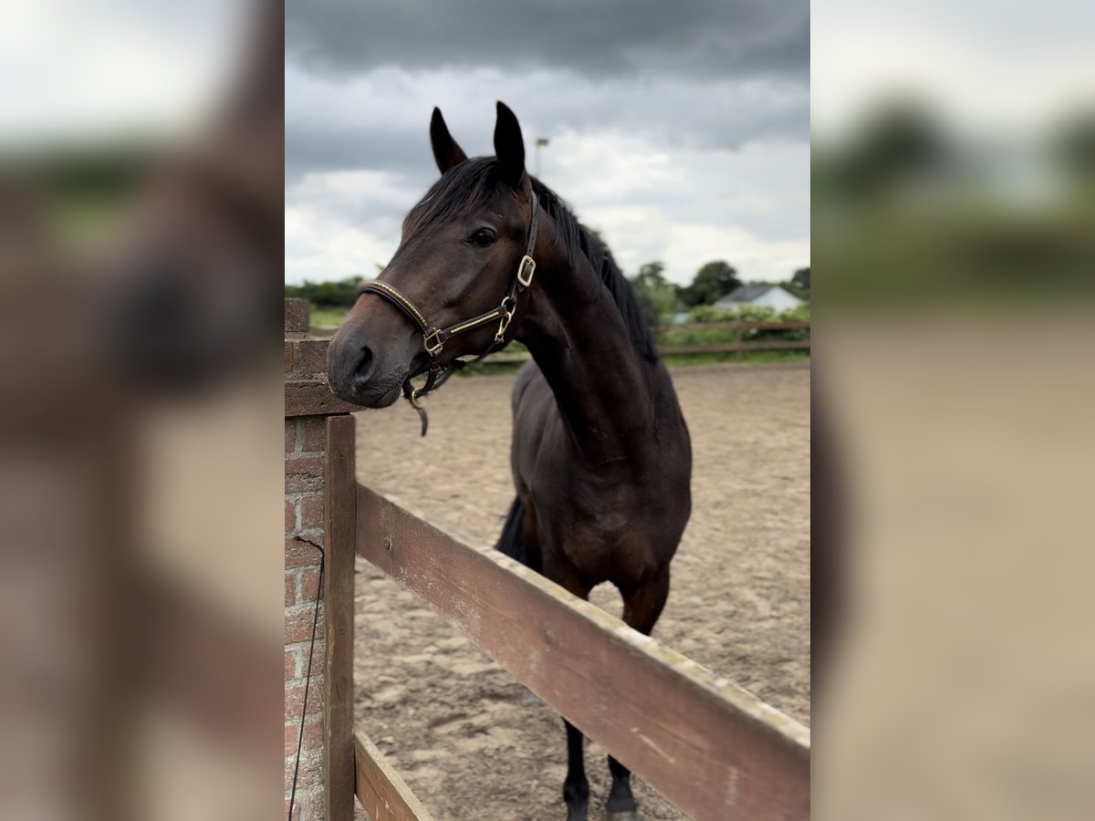 Trakehnare Hingst 2 år 162 cm Mörkbrun in Blekendorf