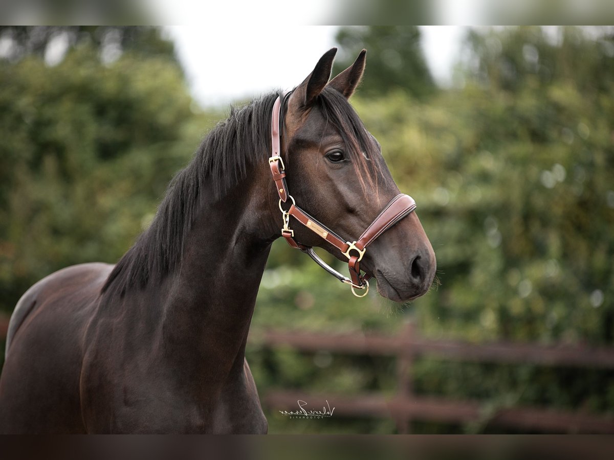 Trakehnare Hingst 2 år 163 cm Brun in Blekendorf