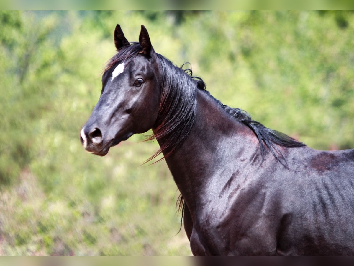 Trakehnare Hingst 2 år 165 cm Rökfärgad svart in Aytos