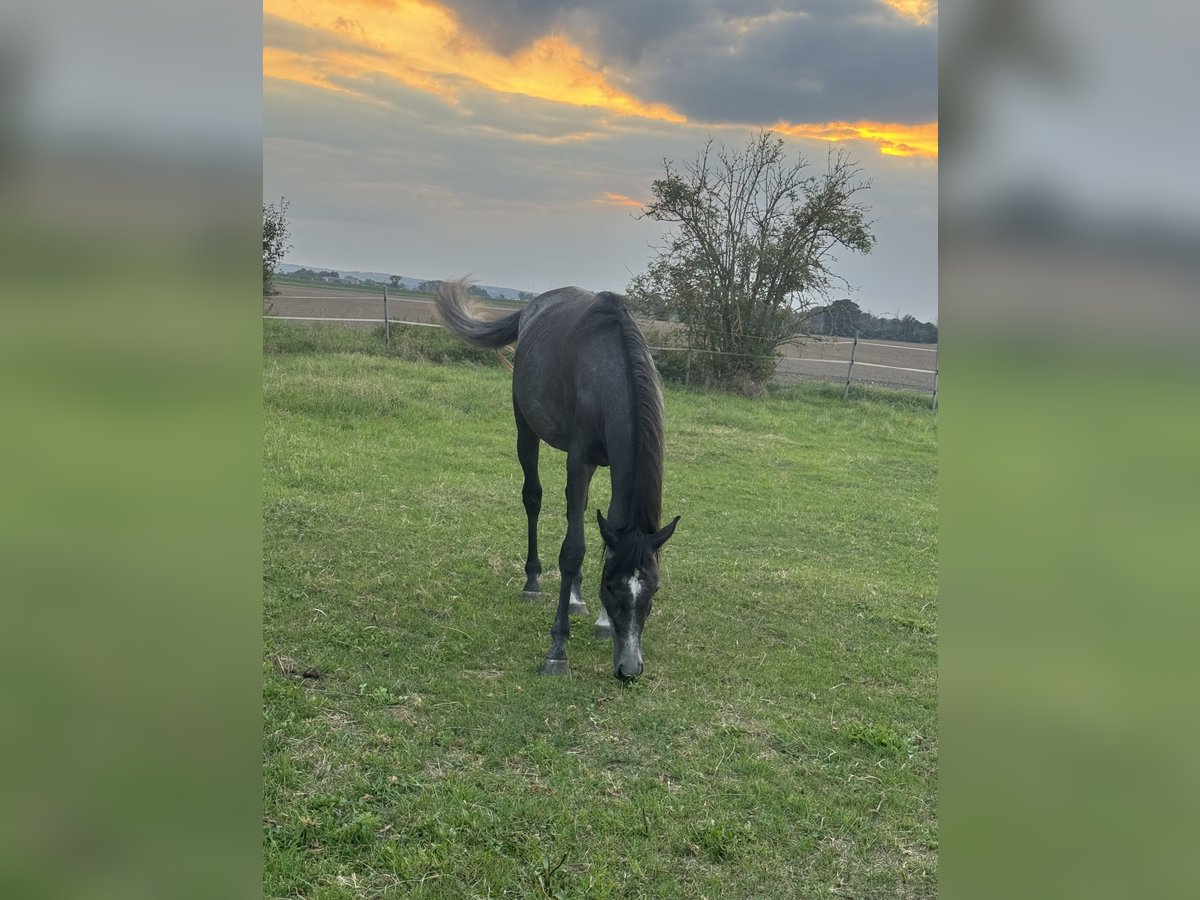 Trakehnare Hingst 2 år 170 cm Grå-mörk-brun in Mühlberg (Elbe)