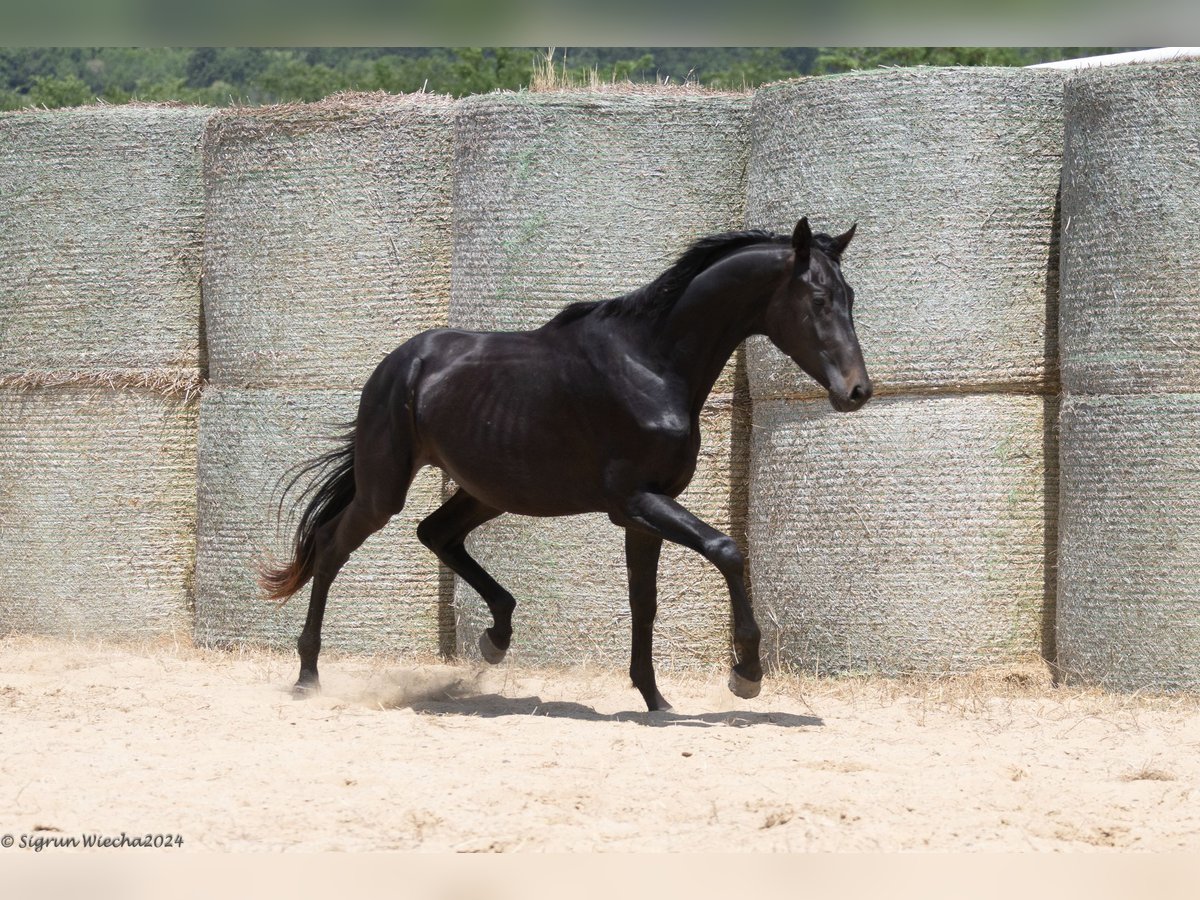 Trakehnare Hingst 2 år 170 cm Rökfärgad svart in Aytos