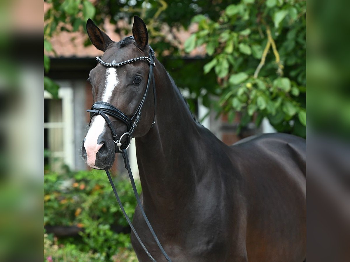 Trakehnare Hingst 5 år 168 cm Mörkbrun in Bad Bevensen