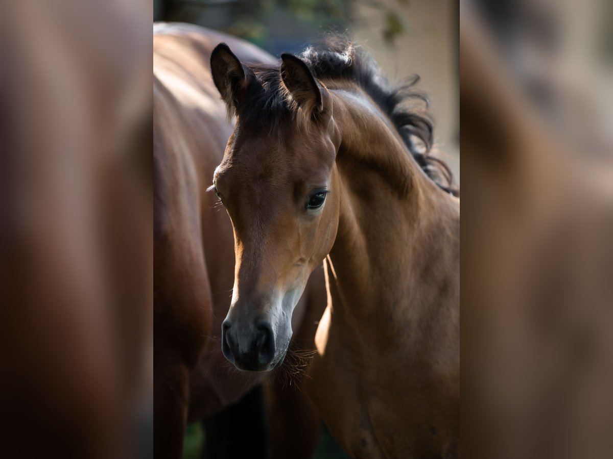 Trakehnare Hingst Föl (06/2024) 145 cm Brun in Oberalm