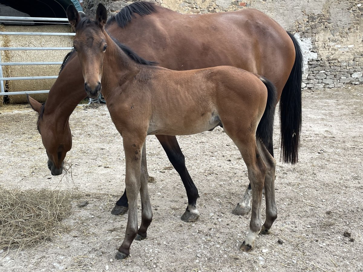 Trakehnare Hingst Föl (05/2024) 162 cm Brun in Weißenburg in Bayern