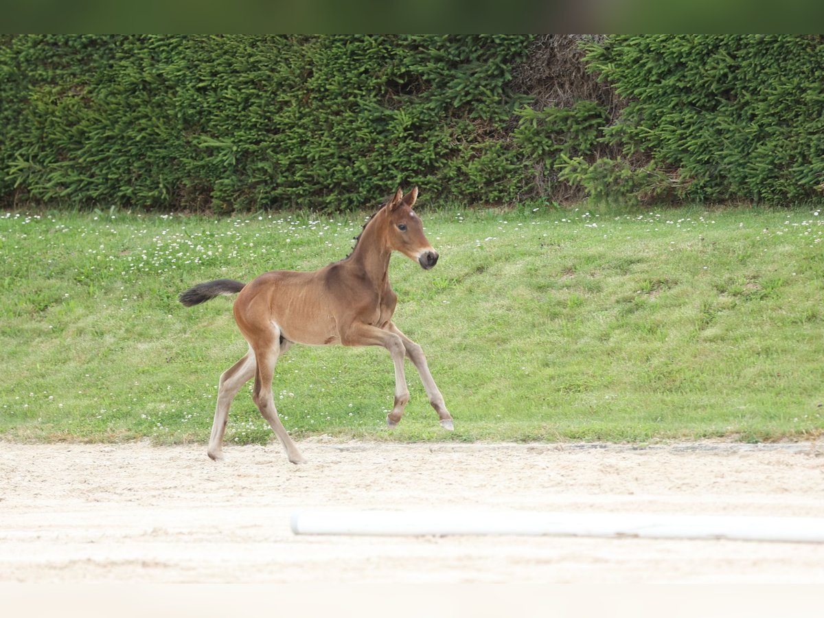 Trakehnare Hingst Föl (04/2024) 168 cm Brun in Wolfhagen