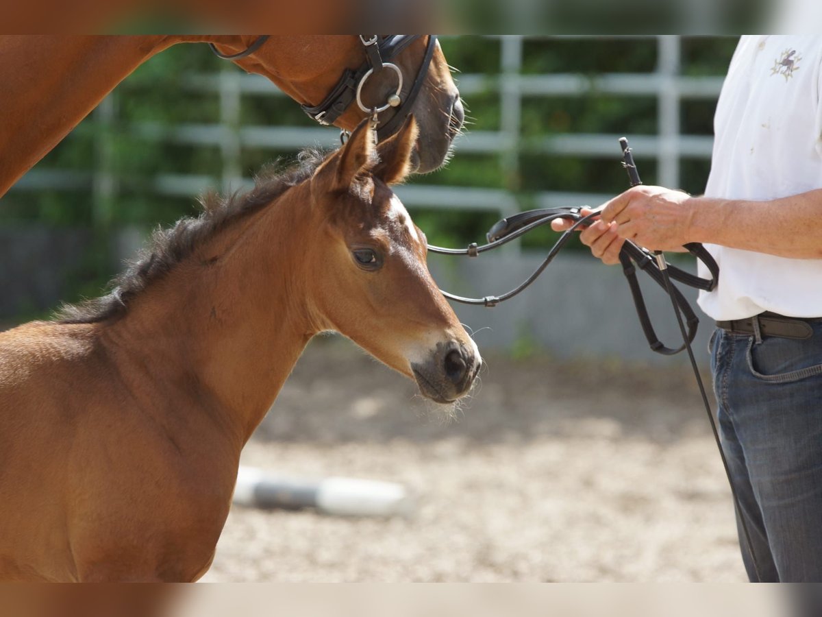 Trakehnare Hingst Föl (07/2024) 168 cm Brun in Günzburg