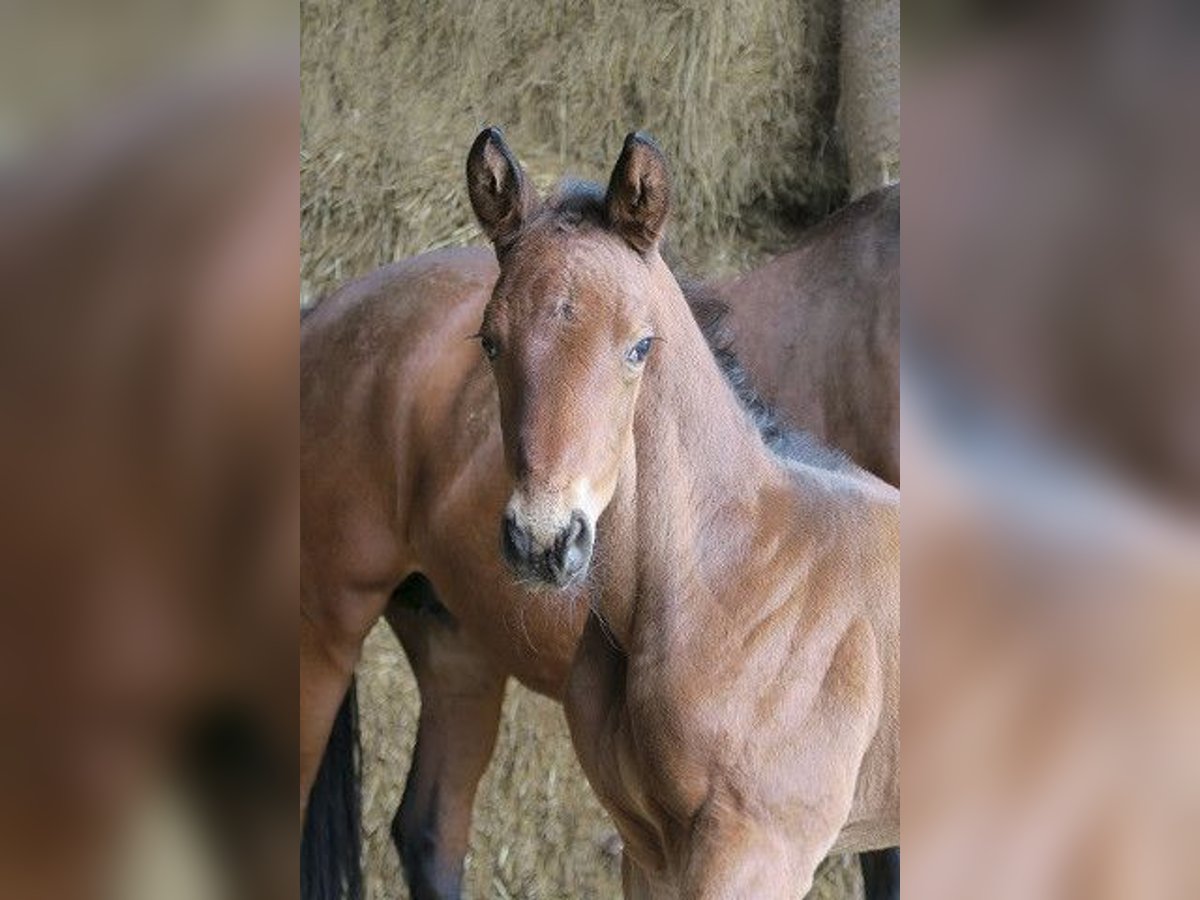 Trakehnare Hingst Föl (04/2024) 168 cm Brun in Günzburg