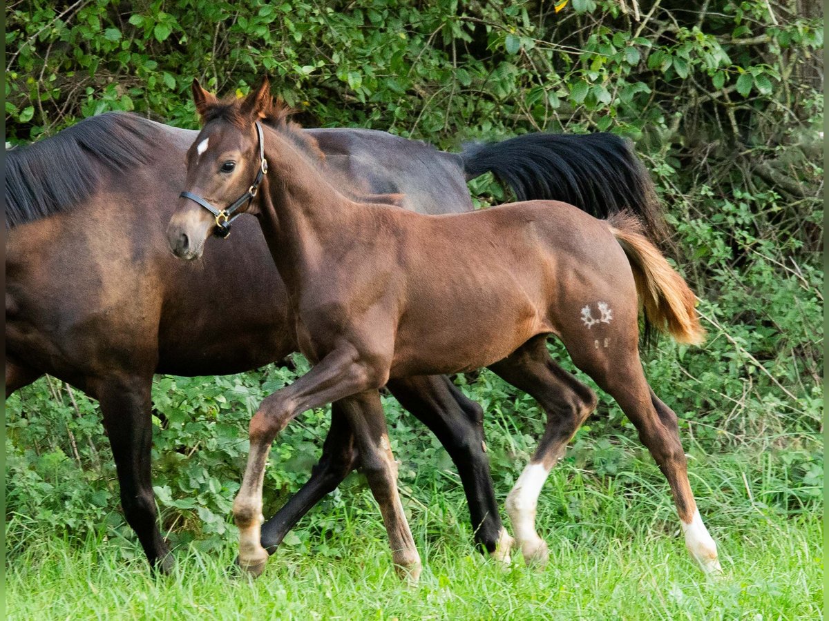 Trakehnare Hingst Föl (05/2024) 168 cm Fux in Gnadendorf