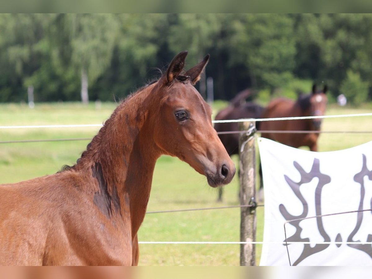 Trakehnare Hingst Föl (04/2024) 170 cm Mörkbrun in Salzhausen