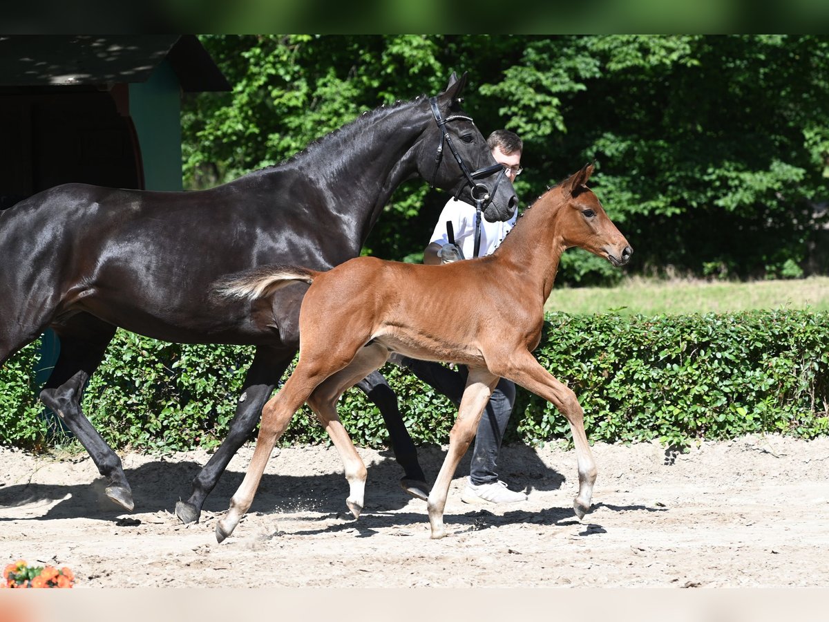 Trakehnare Hingst Föl (04/2024) Brun in Harsefeld