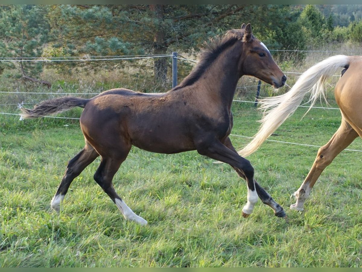 Trakehnare Hingst Föl (05/2024) Brun in Ruila