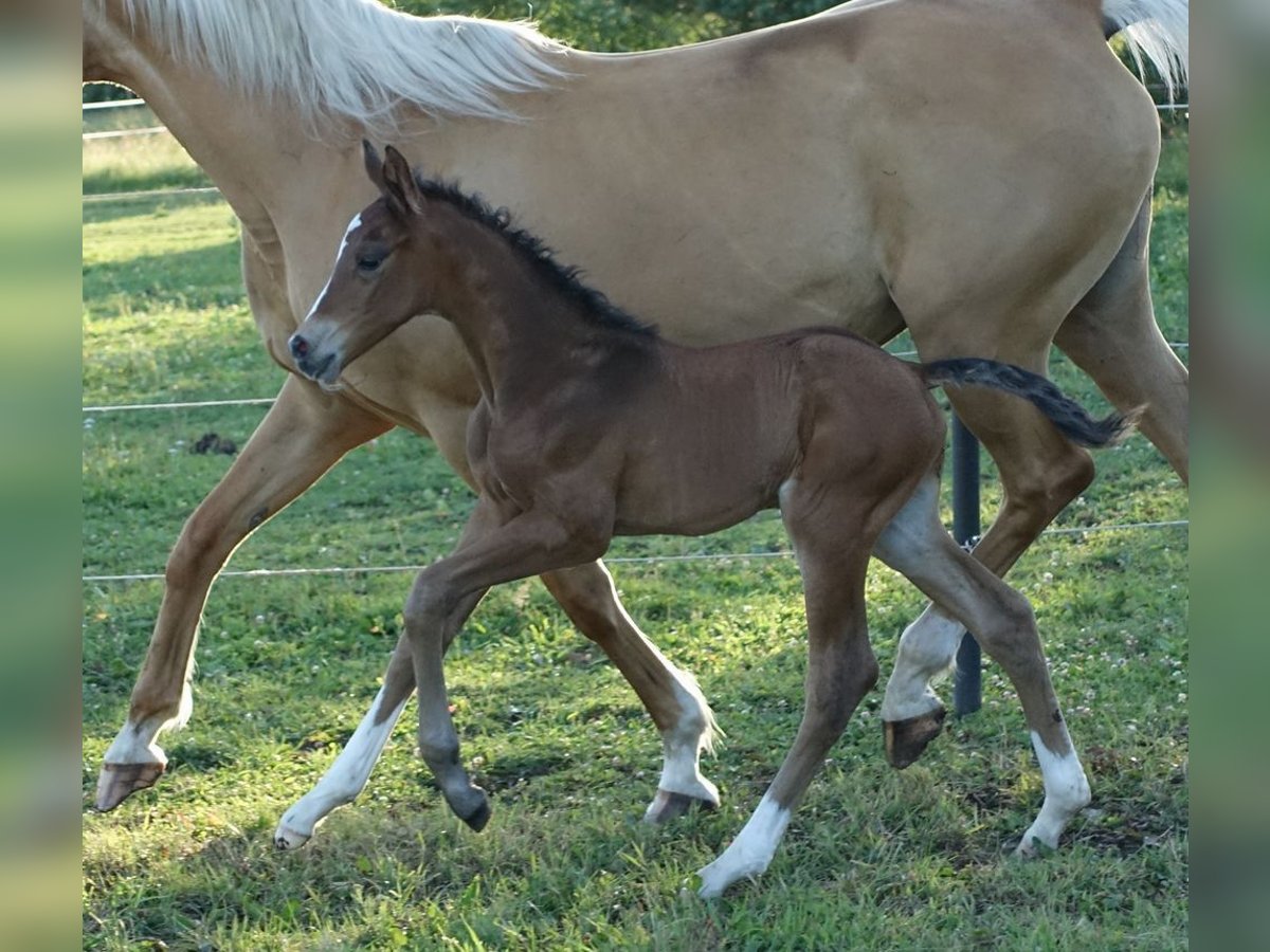 Trakehnare Hingst Föl (06/2024) Brun in Ruila