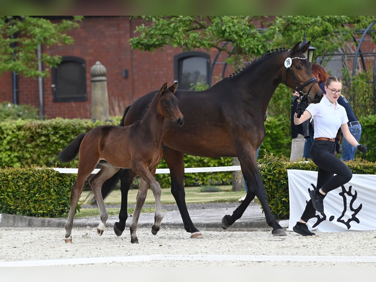 Trakehnare Hingst Föl (03/2024) in Ostercappeln