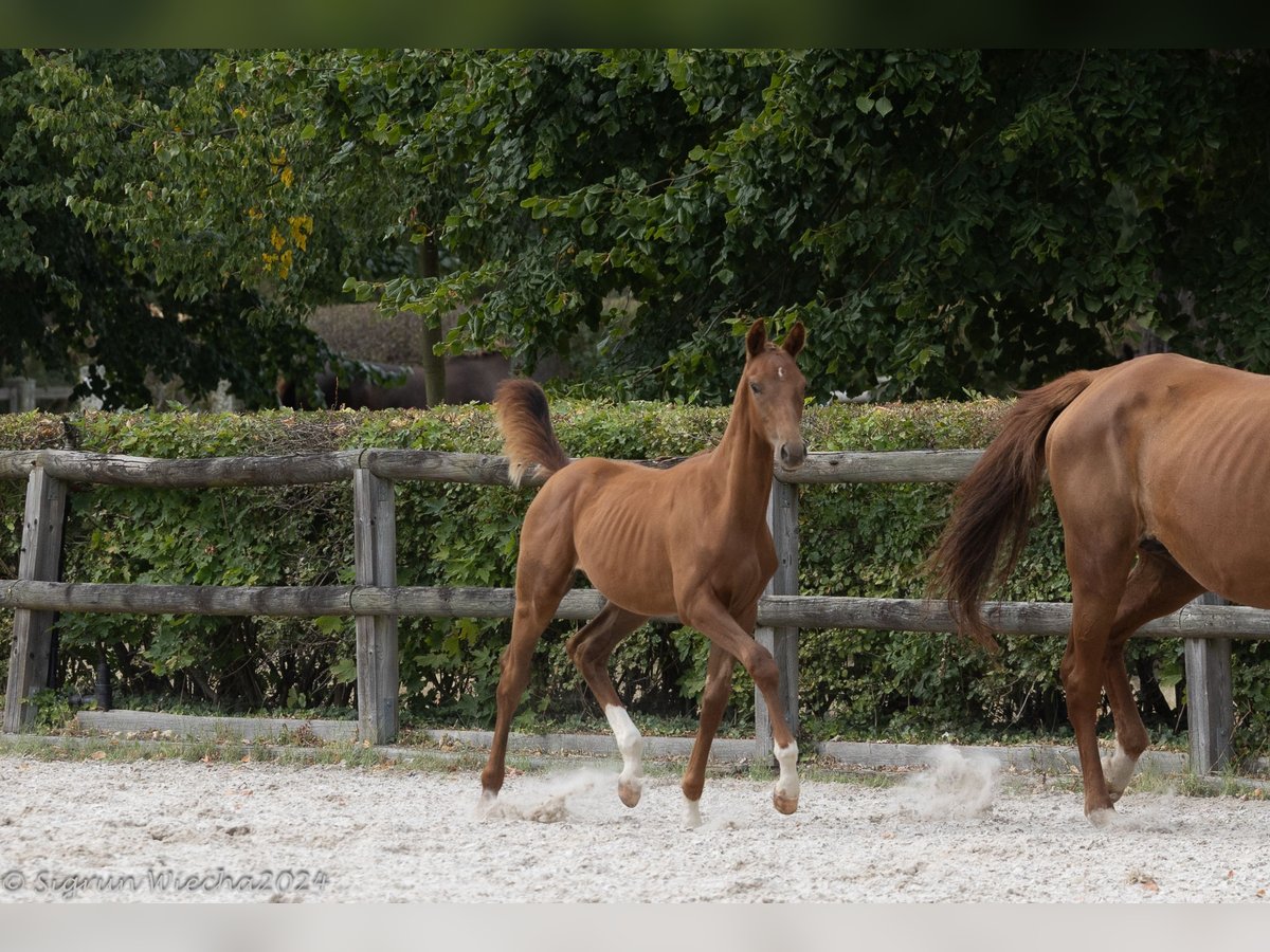 Trakehnare Hingst Föl (04/2024) in Döbeln