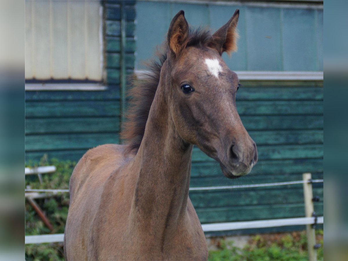 Trakehnare Hingst Föl (06/2024) Grå in Holzbunge