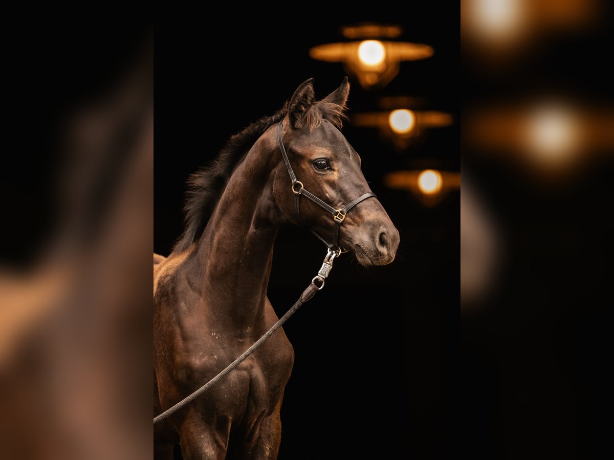 Trakehnare Hingst Föl (05/2024) Mörkbrun in Wenningstedt