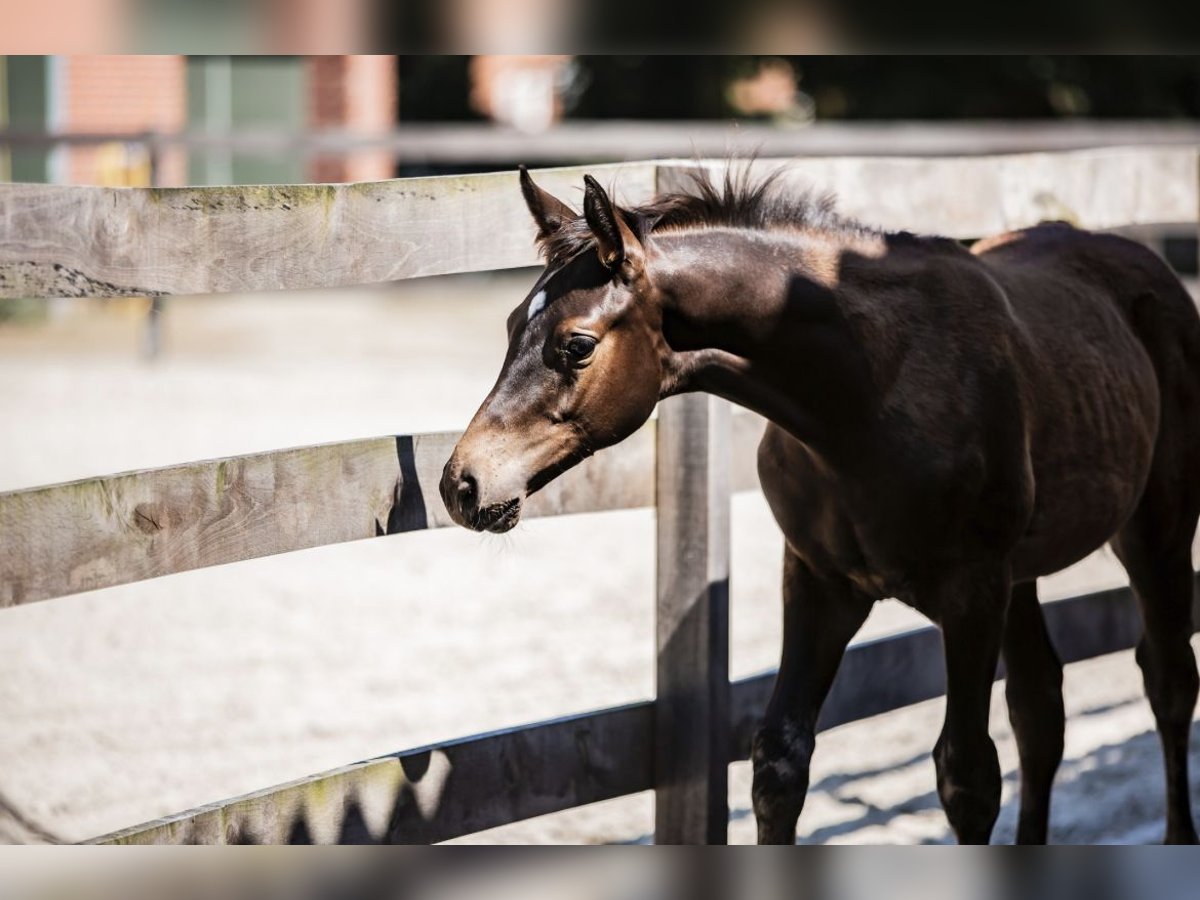 Trakehnare Hingst Föl (03/2024) Rökfärgad svart in Freren