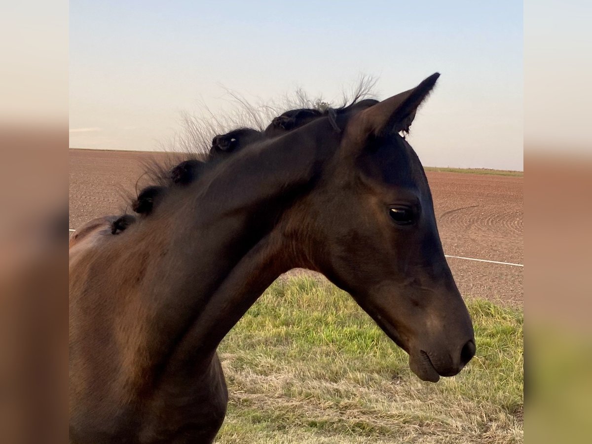 Trakehnare Hingst Föl (05/2024) Svart in Jahnsdorf/Erzgebirge