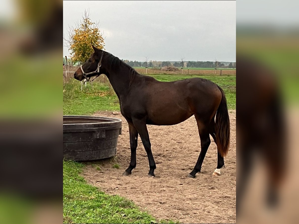 Trakehnare Sto 1 år 165 cm Mörkbrun in Bernsdorf