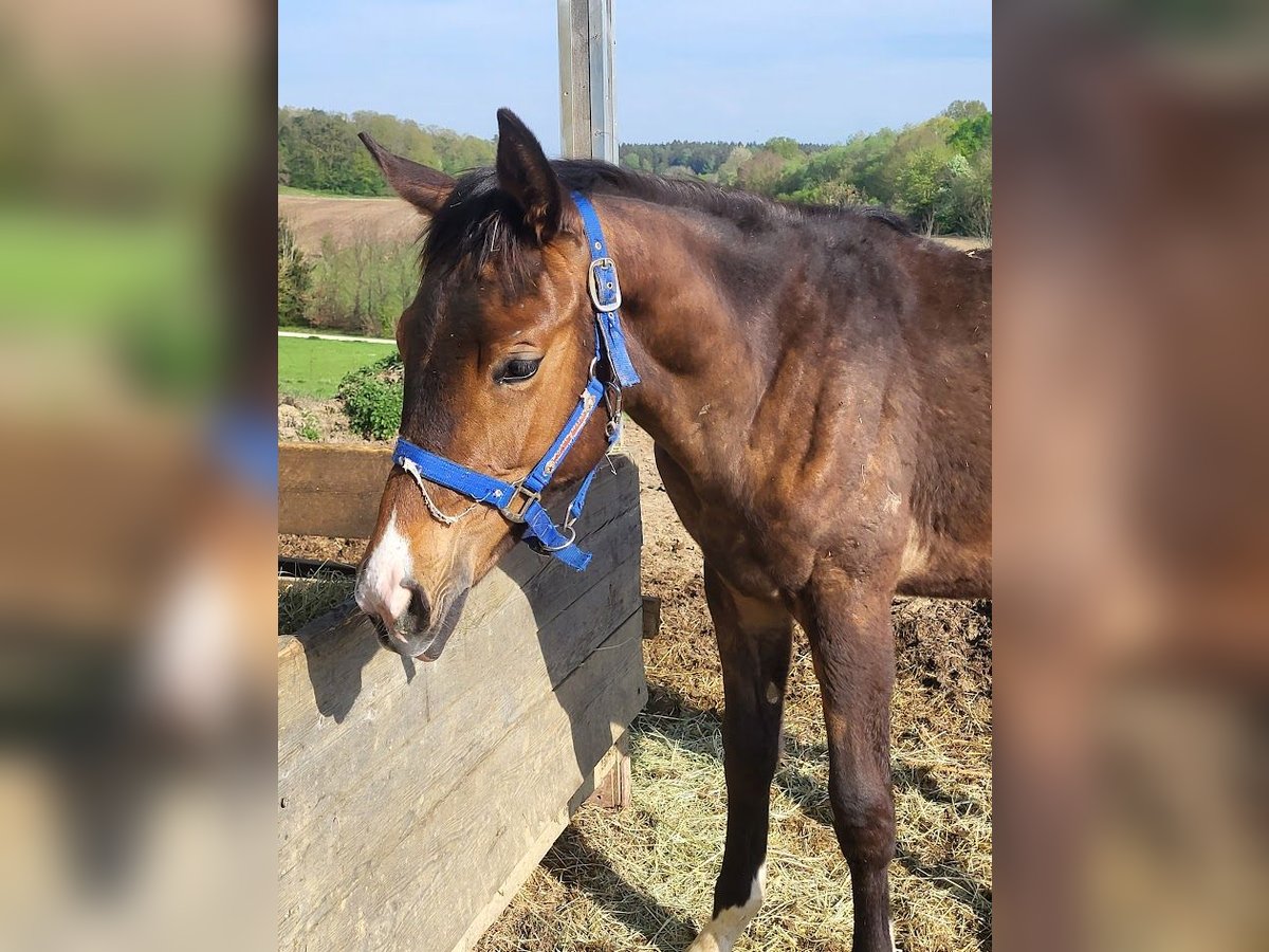 Trakehnare Sto 1 år 175 cm Brun in Adelsried