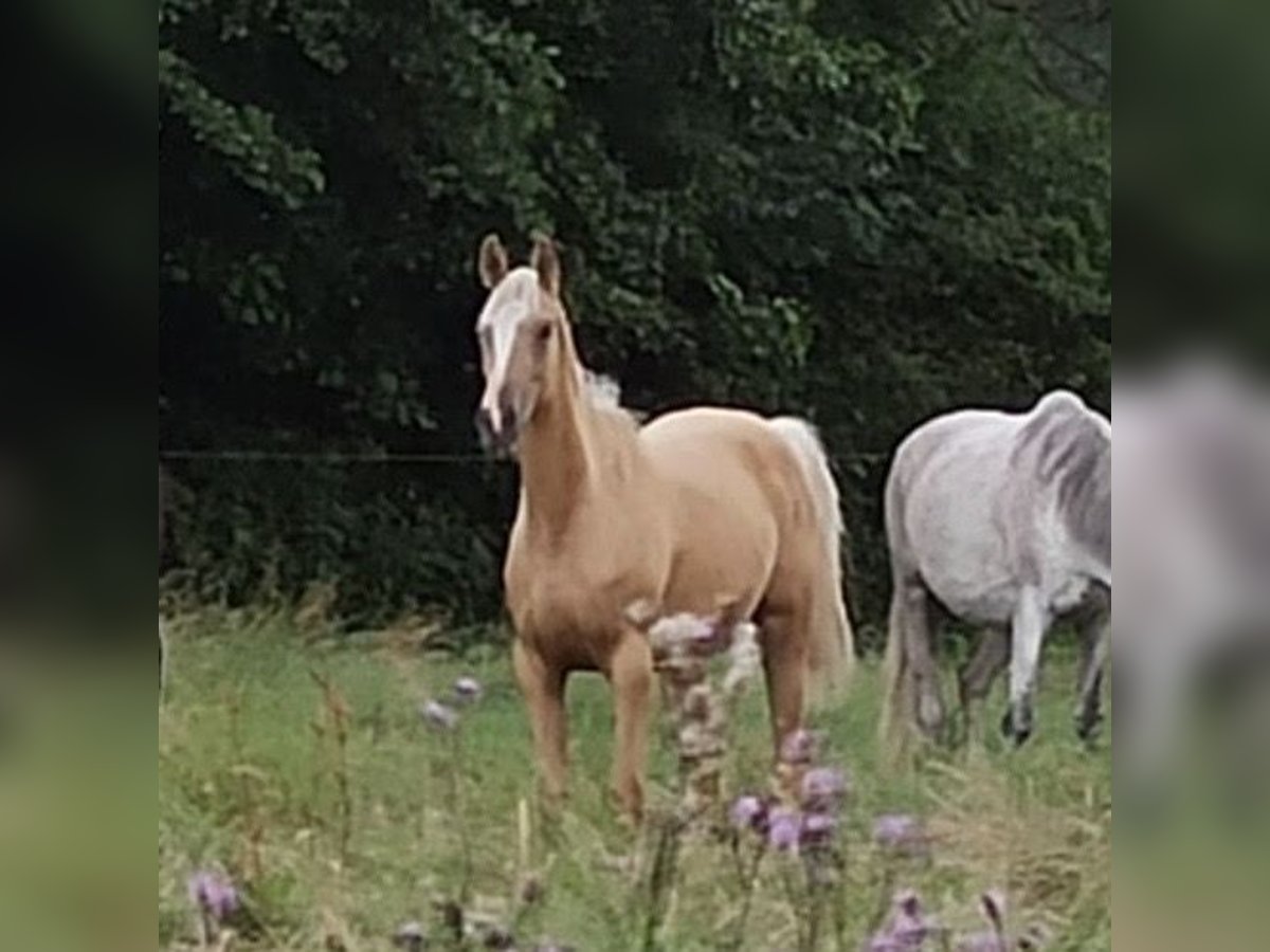 Trakehnare Sto 2 år 165 cm Palomino in Schwarzenbek