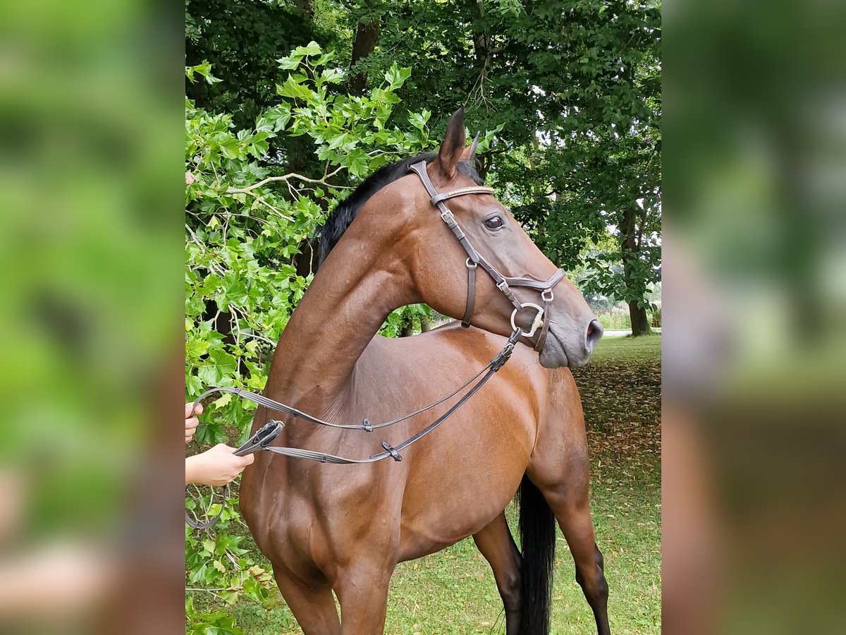 Trakehnare Sto 4 år 164 cm Brun in Majenfelde