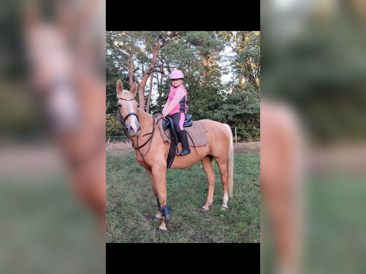 Trakehnare Blandning Sto 9 år 163 cm Palomino in Rathenow