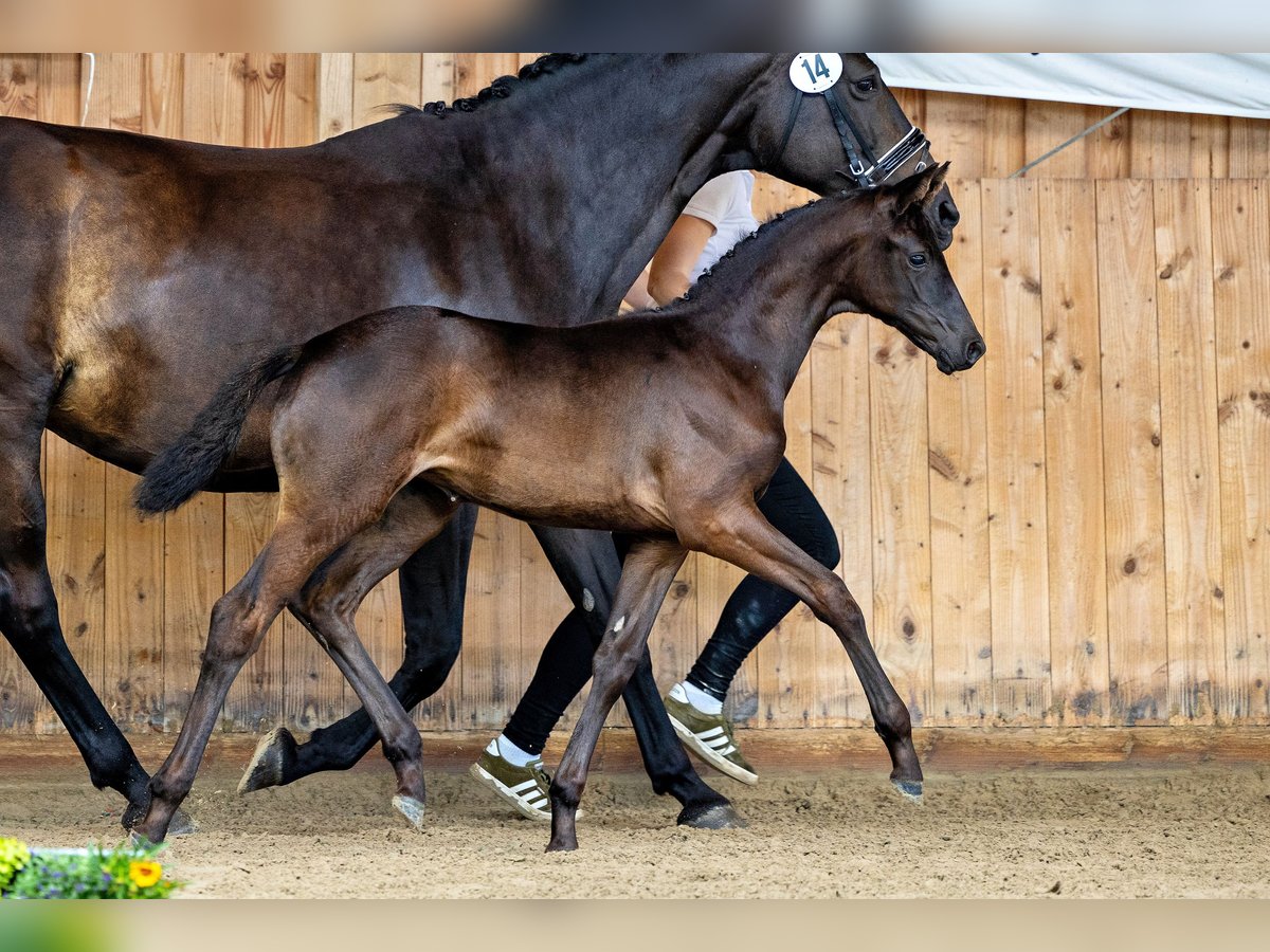 Trakehnare Sto Föl (06/2024) 168 cm Rökfärgad svart in Dillenburg