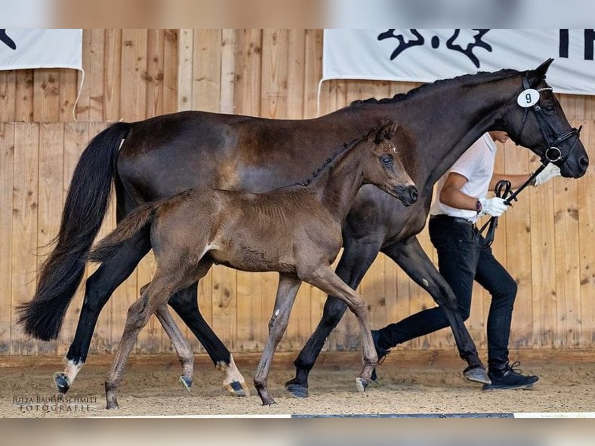 Trakehnare Sto Föl (06/2024) 168 cm Svart in Erlensee