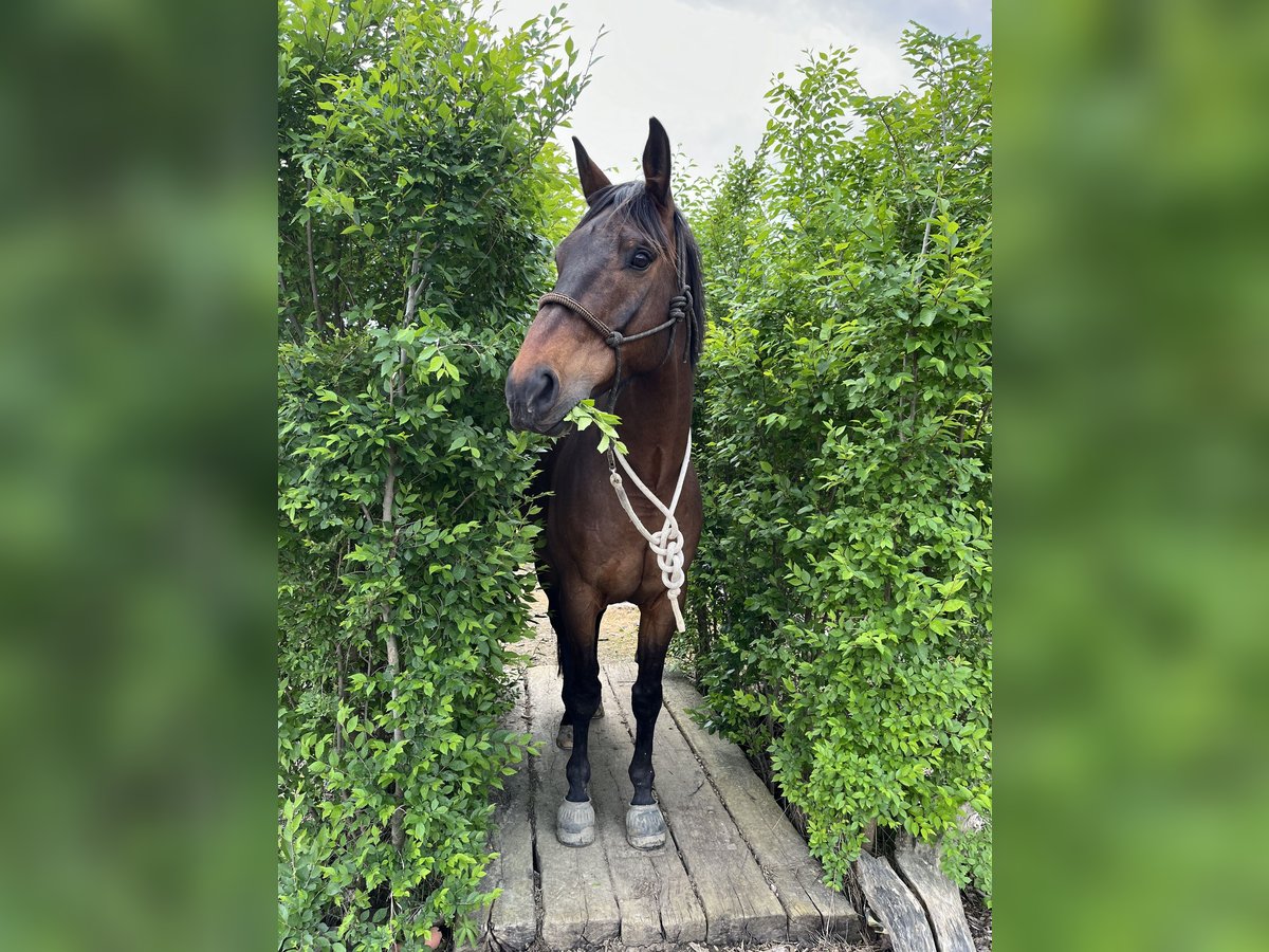 Trakehnare Valack 12 år 173 cm Brun in Brnířov / Kdyne