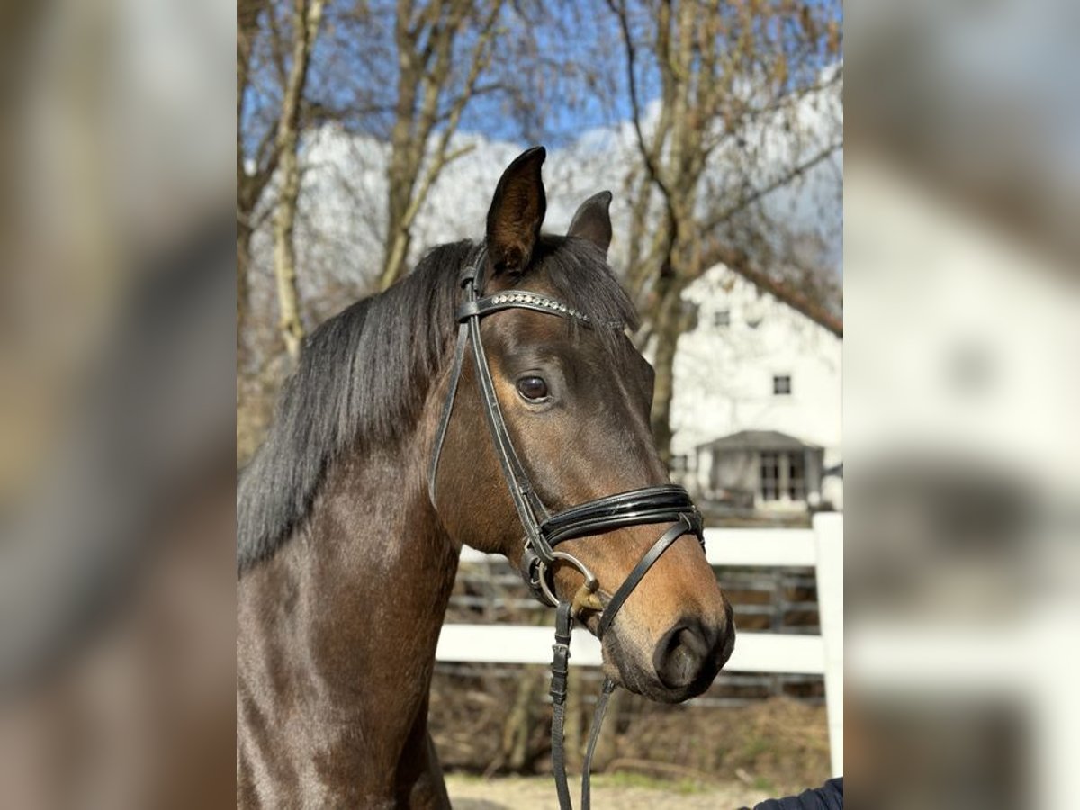 Trakehnare Valack 5 år 169 cm Brun in Loiching