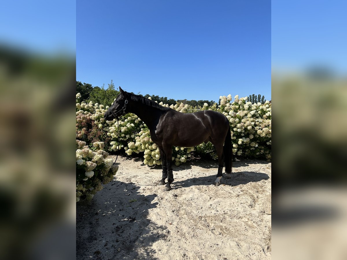 Trakehnare Valack 8 år 167 cm Svart in Berlin