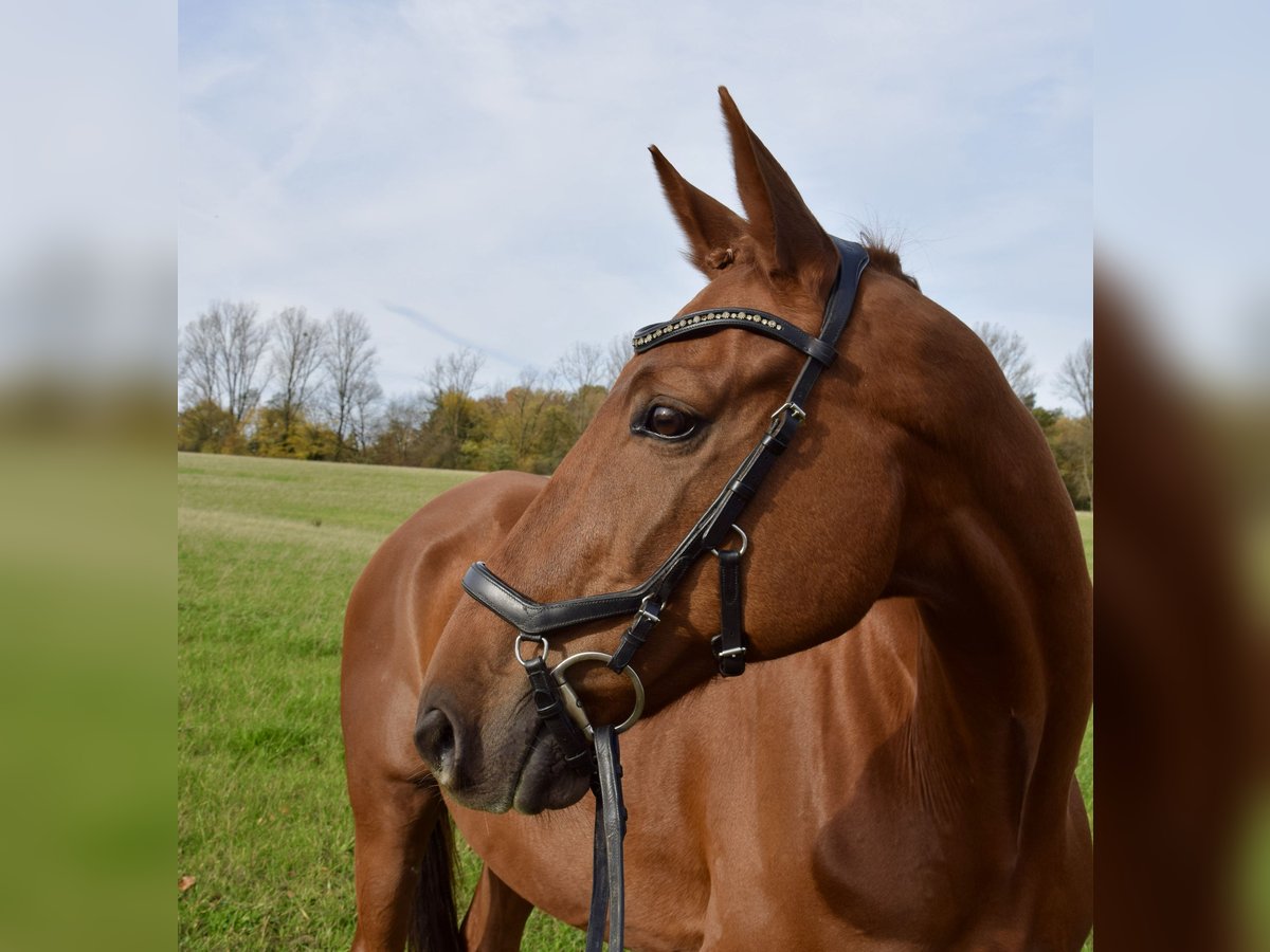 Trakehner Caballo castrado 10 años 160 cm Alazán in Heiligenhaus