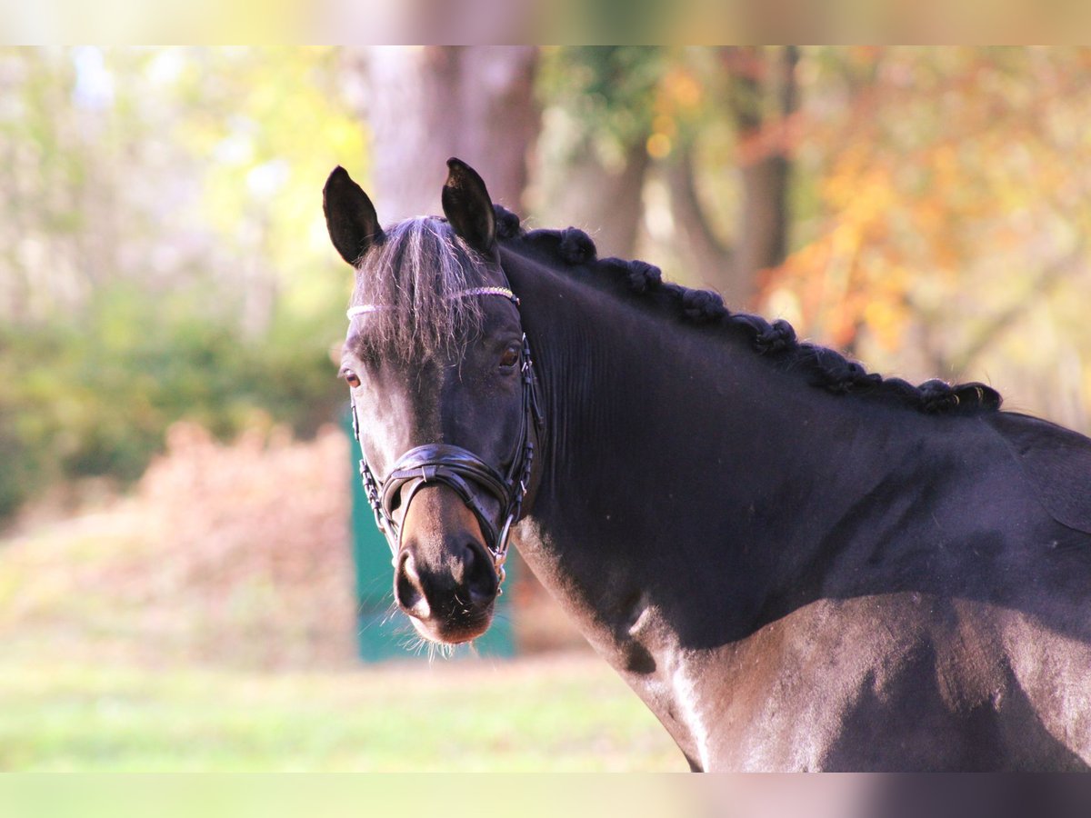 Trakehner Caballo castrado 10 años 165 cm Castaño oscuro in Darmstadt