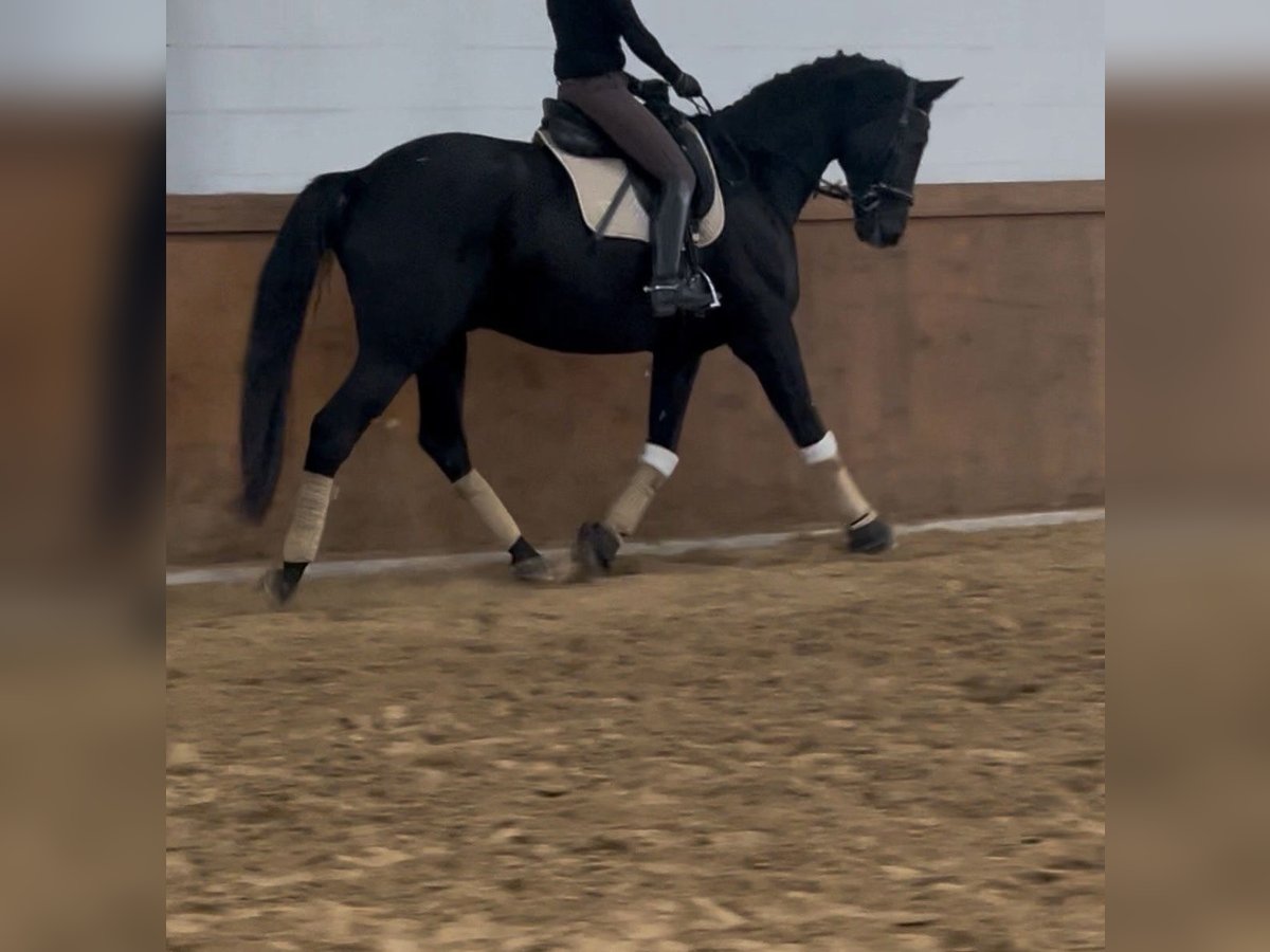 Trakehner Caballo castrado 10 años 173 cm Negro in Willich