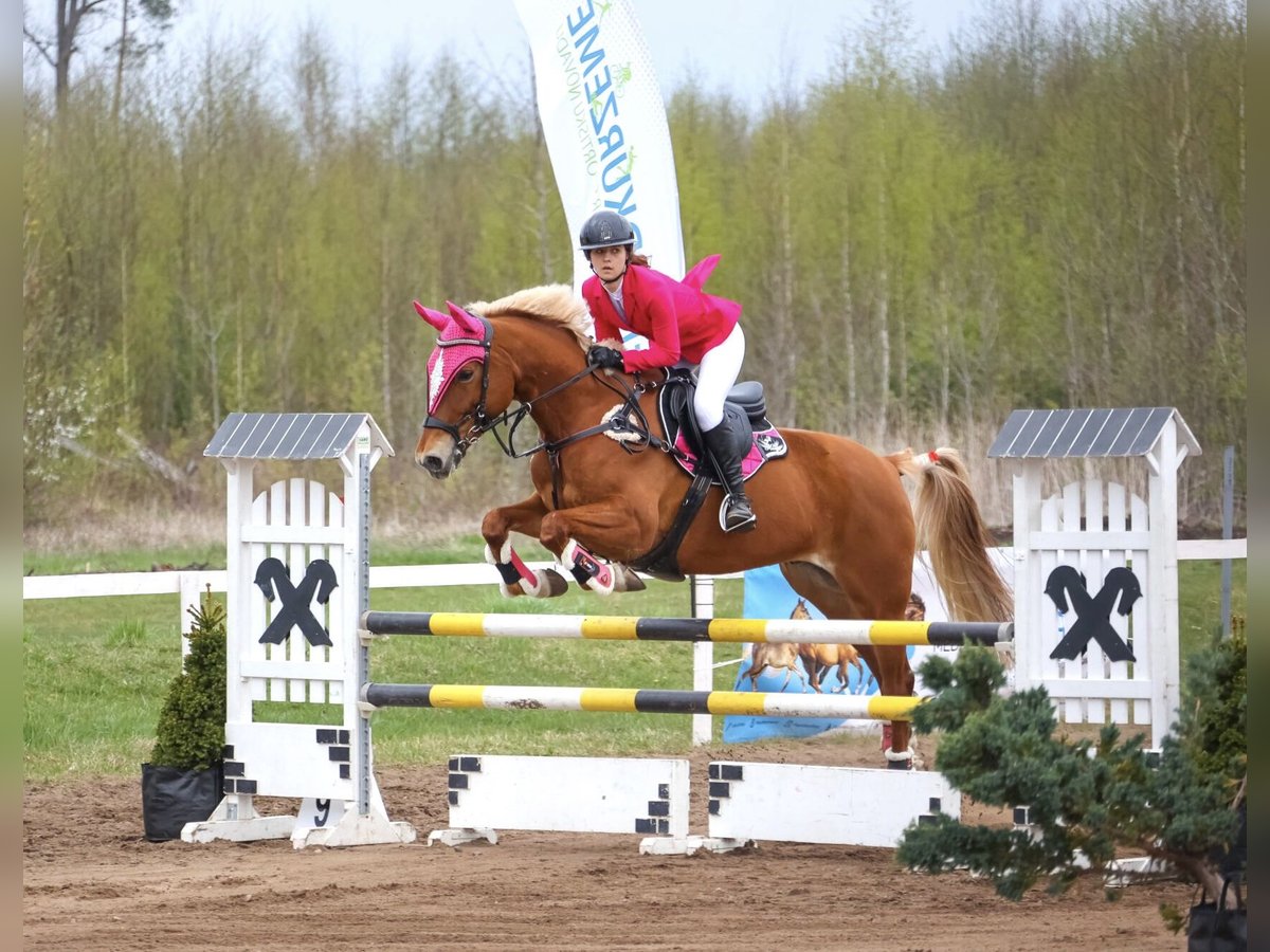 Trakehner Mestizo Caballo castrado 11 años 166 cm Palomino in Grobina