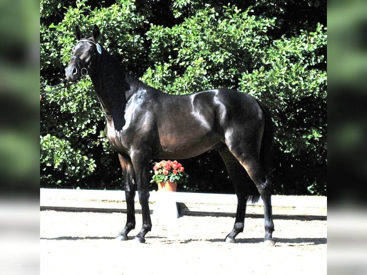 Trakehner Caballo castrado 11 años 168 cm Castaño oscuro in Kiel