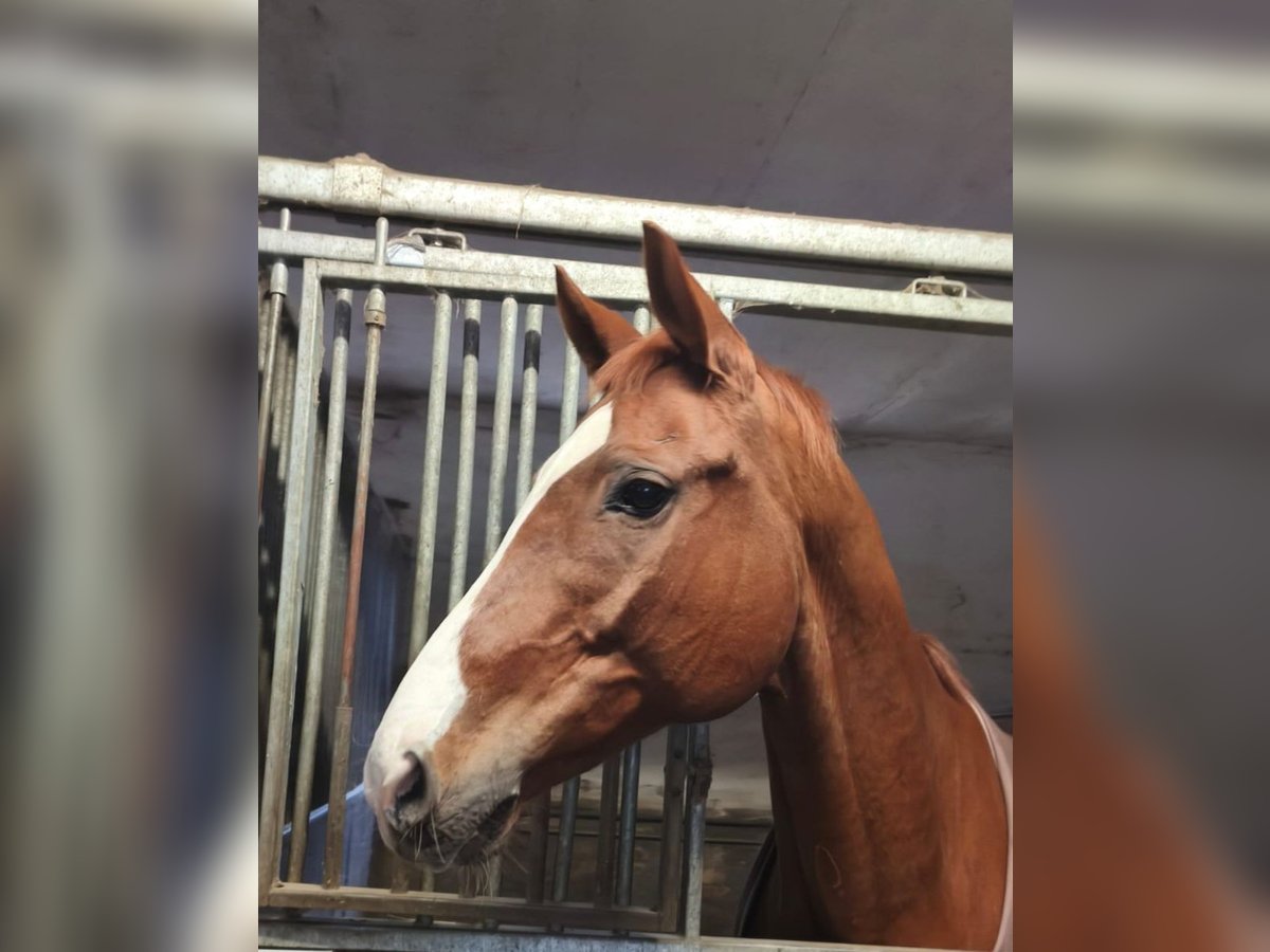 Trakehner Caballo castrado 12 años 163 cm Alazán in Braunschweig