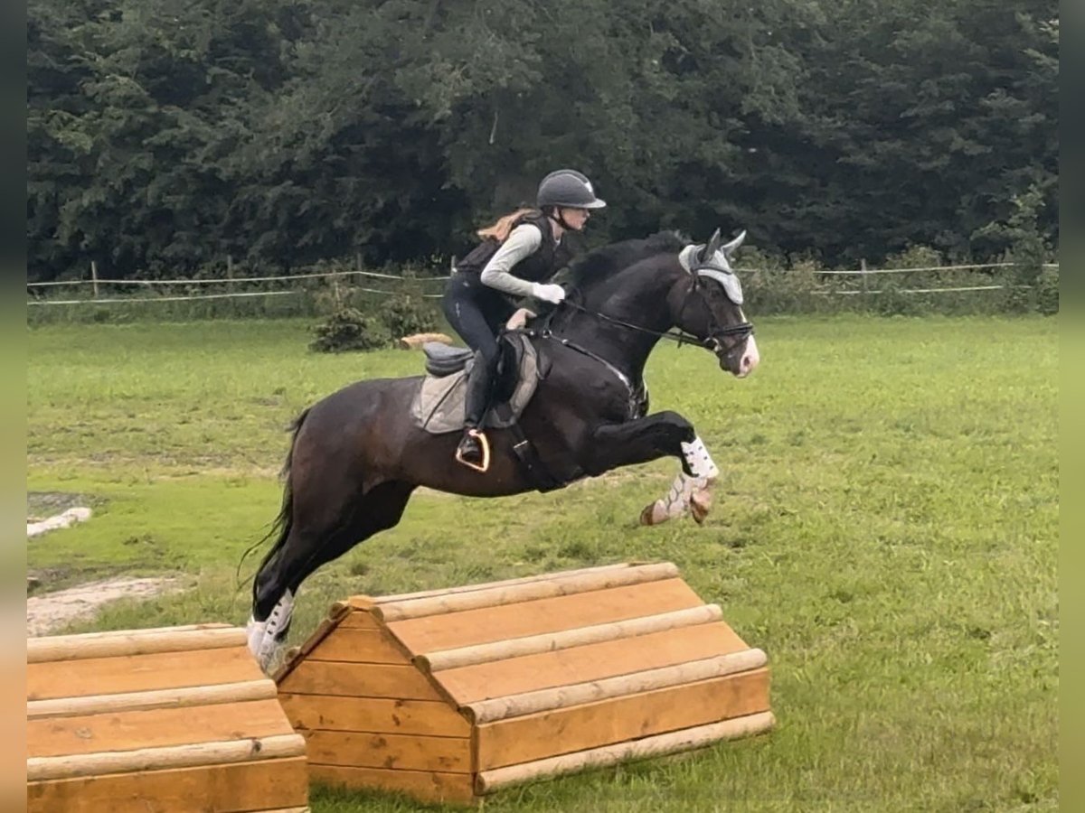 Trakehner Caballo castrado 12 años 167 cm Castaño oscuro in Kiel